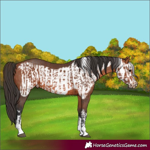 Horse Color:Bay Rabicano and Bay Frame Rabicano