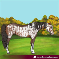 Horse Color:Bay Rabicano  and Bay Frame Rabicano 