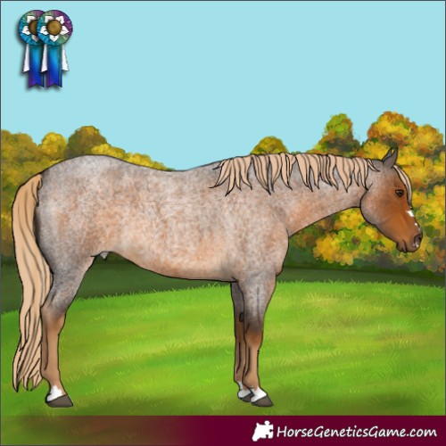 Horse Color:Chocolate Palomino Roan Rabicano 