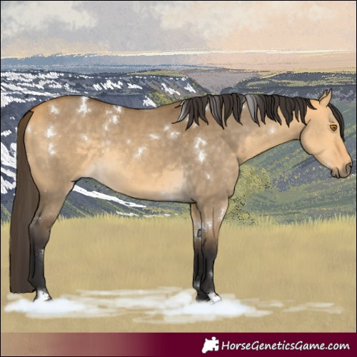 Horse Color:White Spotted Buckskin Dun Rabicano 