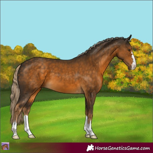 Horse Color:Chocolate Palomino 