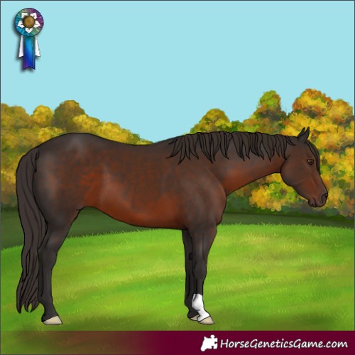 Horse Color:Liver Chestnut 