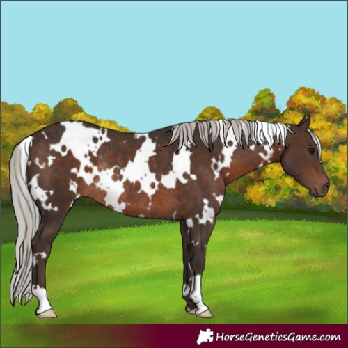 Horse Color:White Spotted Silver Brown Rabicano 