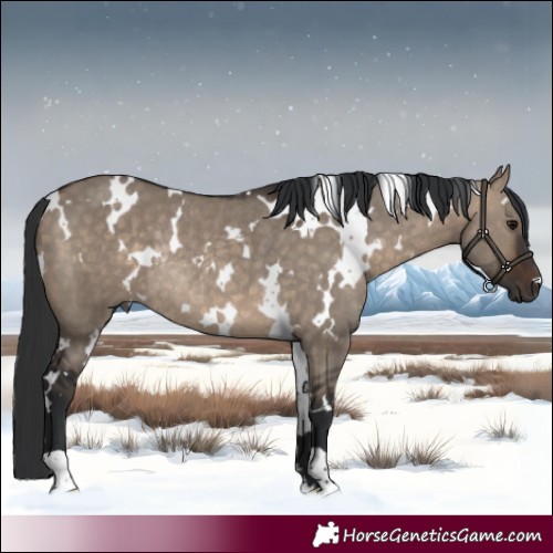 Horse Color:White Spotted Brown Dun Rabicano 