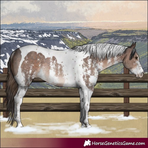 Horse Color:Liver Chestnut Sabino Tobiano Rabicano 