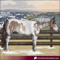 Horse Color:Liver Chestnut Sabino Tobiano Rabicano 