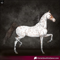 Horse Color:Bay Roan Appaloosa 