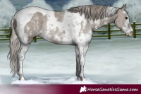 Horse Color:Silver Grullo Sabino Tobiano Rabicano 