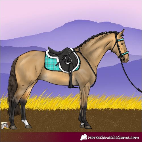 Horse Color:Buckskin Dun
