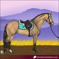 Horse Color:Buckskin Dun 