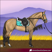 Horse Color:Buckskin Dun