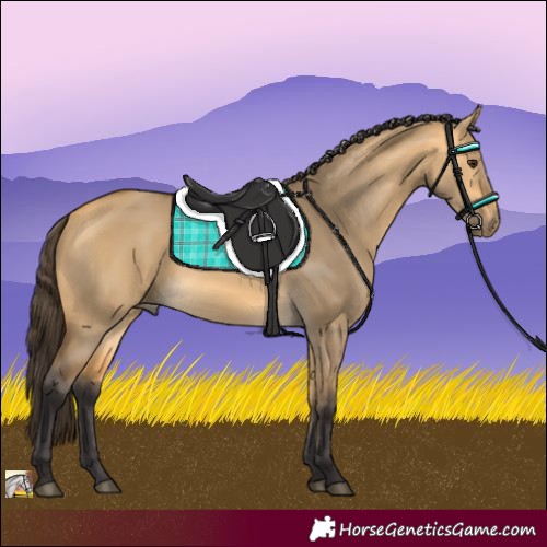 Horse Color:Buckskin Dun 
