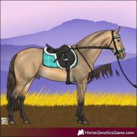 Horse Color:Buckskin Dun