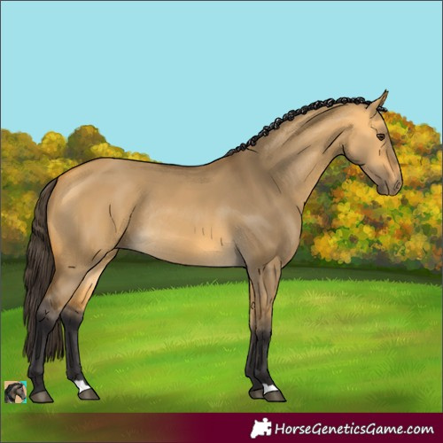 Horse Color:Buckskin Dun Rabicano 