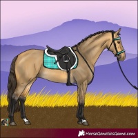 Horse Color:Buckskin Dun Rabicano