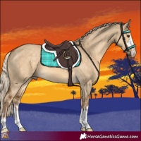 Horse Color:Chocolate Palomino Dun 