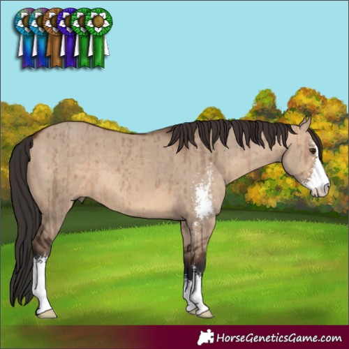 Horse Color:Brown Dun Sabino Brindle 