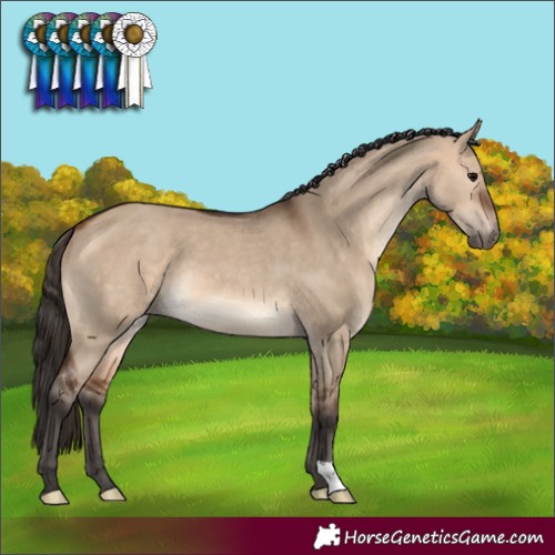 Horse Color:Bay Dun 