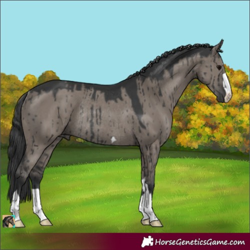 Horse Color:Grullo Rabicano Brindle 