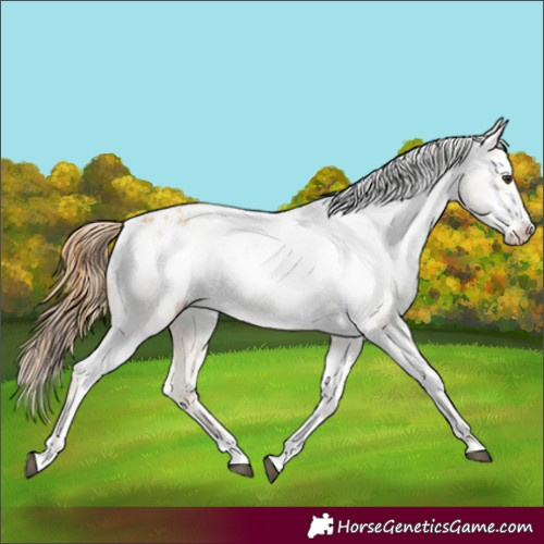 Horse Color:Red Dun Appaloosa  and Red Dun Frame Appaloosa 