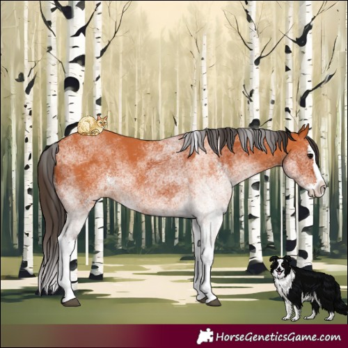 Horse Color:White Spotted Bay Splash and White Spotted Bay Splash