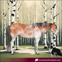 Horse Color:White Spotted Bay Splash and White Spotted Bay Splash