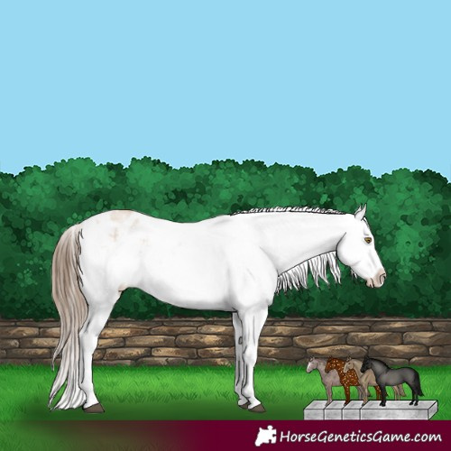 Horse Color:White Spotted Liver Red Dun Pearl Appaloosa 