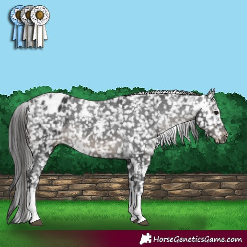 Horse Color:White Spotted Black Tobiano Appaloosa Rabicano 