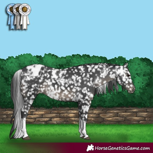 Horse Color:White Spotted Black Tobiano Snowflake Varnish Rabicano 