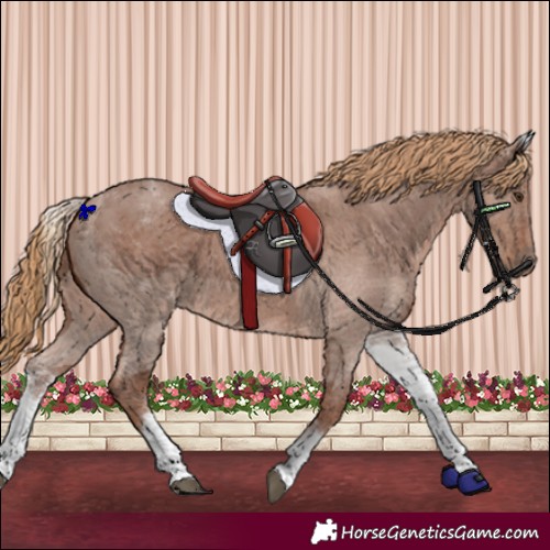 Horse Color:White Spotted Chestnut Sabino 