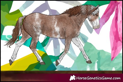 Horse Color:White Spotted Chestnut Sabino 