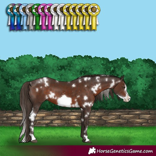 Horse Color:White Spotted Liver Chestnut Frame 