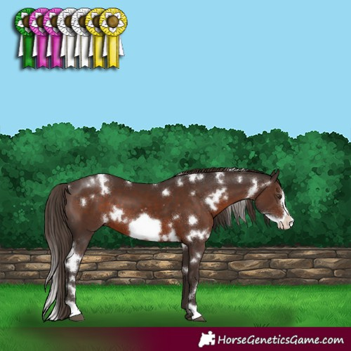Horse Color:White Spotted Liver Chestnut Frame 