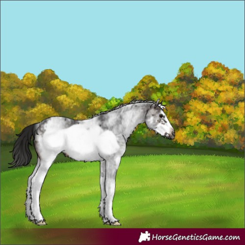 Horse Color:Gray White Spotted Brown Frame Rabicano 