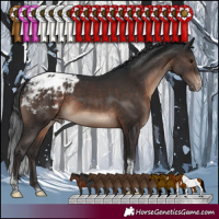 Horse Color:Brown Sabino Tobiano Appaloosa Rabicano 