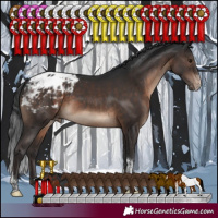 Horse Color:Brown Sabino Tobiano Appaloosa Rabicano 