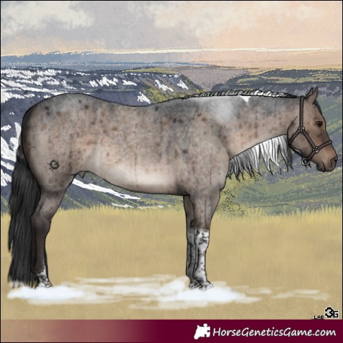 Horse Color:Brown Roan Dun Tobiano Brindle 