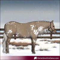 Horse Color:White Spotted Silver Smoky Grullo