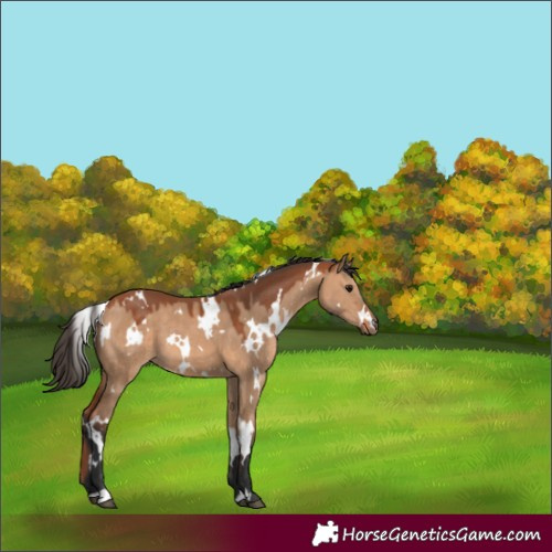 Horse Color:White Spotted Bay Dun 