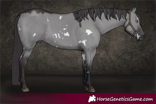 Horse Color:White Spotted Smoky Grullo Chinchilla 