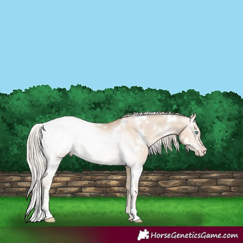 Horse Color:White Spotted Chocolate Palomino Pearl Dun Blanket 