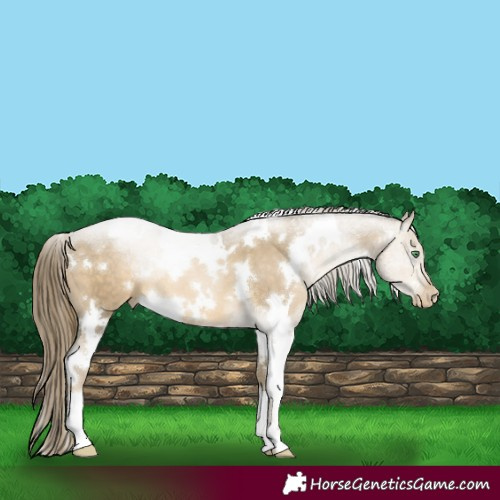 Horse Color:White Spotted Smoky Black Pearl 