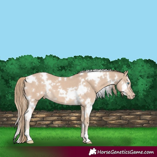 Horse Color:White Spotted Smoky Creme 