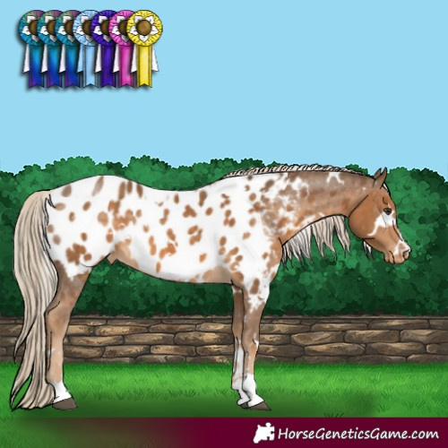 Horse Color:White Spotted Chocolate Palomino Near Leopard 