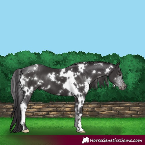 Horse Color:White Spotted Smoky Black 