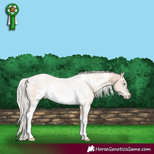Horse Color:White Spotted Cremello Sabino 