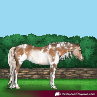 Horse Color:White Spotted Chocolate Palomino 