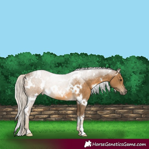Horse Color:White Spotted Chocolate Palomino 