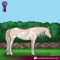 Horse Color:White Spotted Smoky Creme