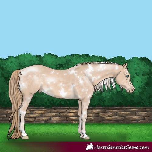 Horse Color:White Spotted Perlino 